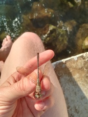 Brechmorhoga nubecula