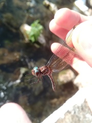 Brechmorhoga nubecula