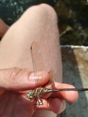 Brechmorhoga nubecula