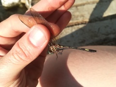 Brechmorhoga nubecula