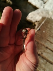 Brechmorhoga nubecula