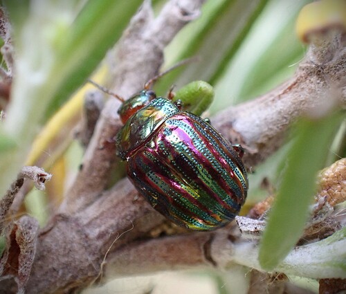 Rosemary Beetle