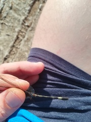 Brechmorhoga nubecula