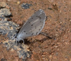 Udara akasa
