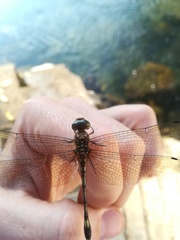 Brechmorhoga nubecula