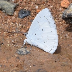 Udara akasa
