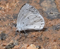 Udara akasa