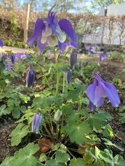 Aquilegia coerulea