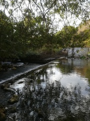 Brechmorhoga nubecula