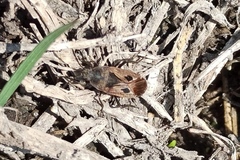 Graptopeltus lynceus