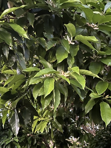 Magnolia champaca observed 2026-06-15