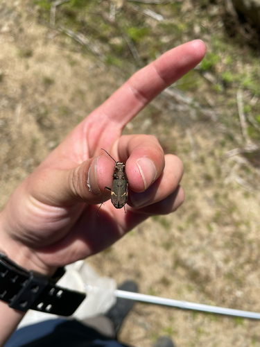 Cicindela japana