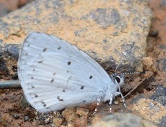 Udara akasa