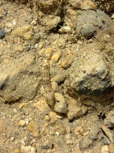 Bathygobius cocosensis, 2026-06-15