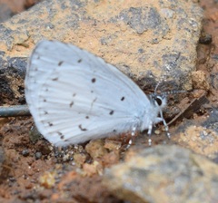 Udara akasa