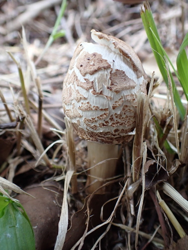 Chlorophyllum molybdites — False Parasol