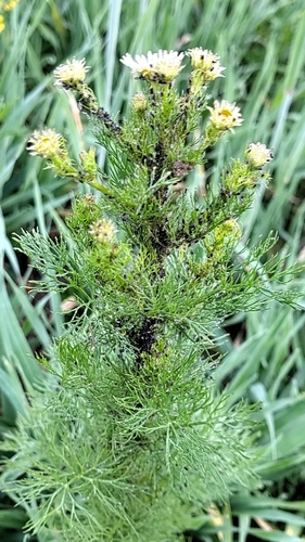 scentless mayweed