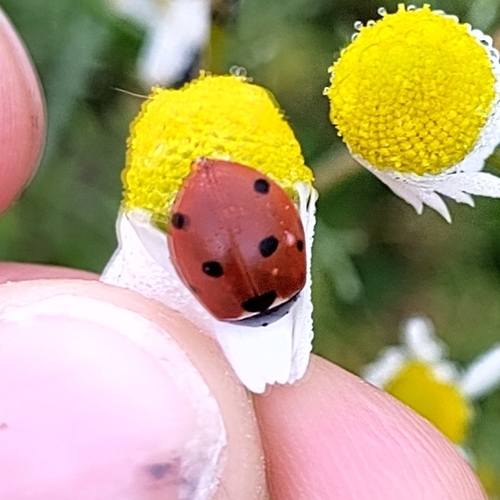 Seven-spotted Lady Beetle