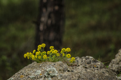 Alyssum trichostachyum