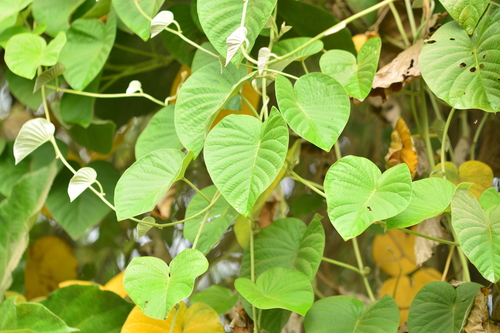 Image of Argyreia nervosa by no rights reserved