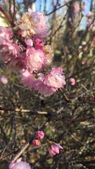 Prunus glandulosa