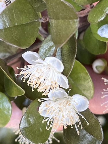 Lophomyrtus × ralphii, photograph 5