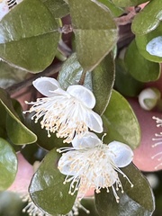 Lophomyrtus × ralphii, photograph (c) 謝麗霦, some rights reserved (CC BY)