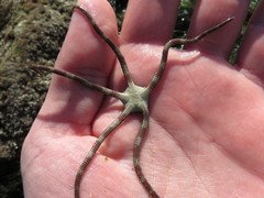 Ophioderma panamense