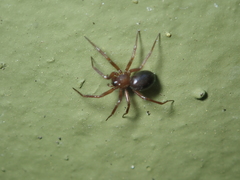 Macrargus