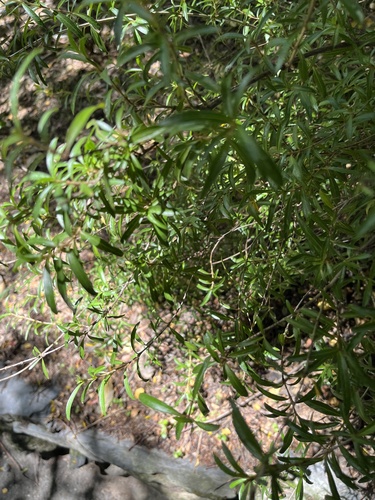 Coprosma linariifolia, photograph 4