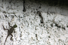 Agama agama
