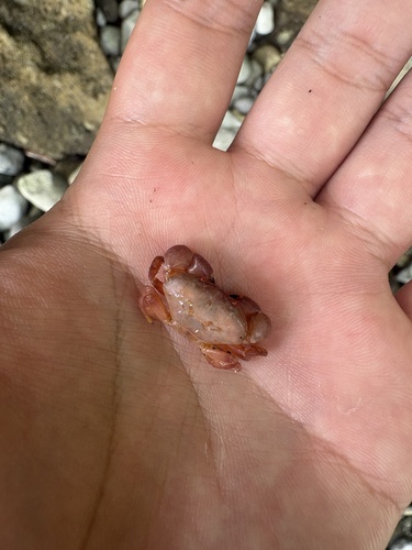 Pseudozius caystrus observed 2026-06-16