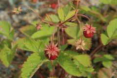 Fragaria orientalis
