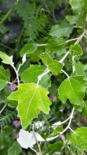 white poplar