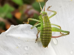 Barbitistes fischeri