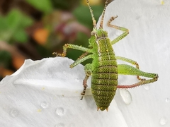 Barbitistes fischeri