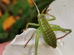 Barbitistes fischeri