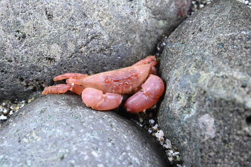 Pseudozius caystrus observed 2026-06-16
