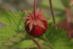 Fragaria orientalis