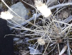 Tribolium hispidum