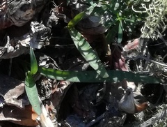 Ledebouria ovalifolia