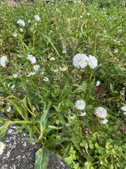 Gymnocoronis spilanthoides