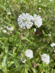 Gymnocoronis spilanthoides