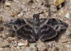 Ebrietas