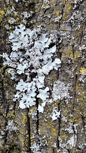 Netted shield lichen