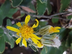 Brachyglottis monroi