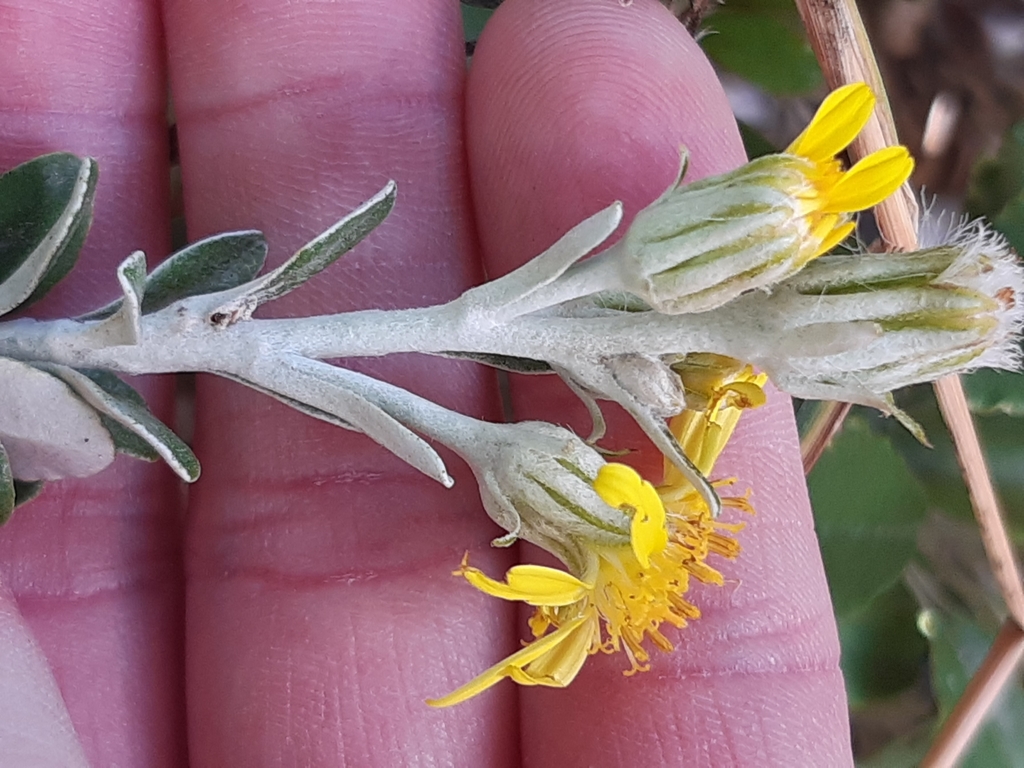 Monro's Groundsel