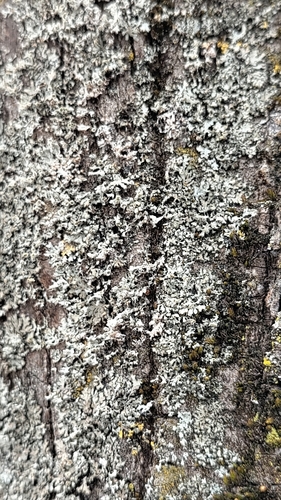 Hooded Rosette Lichen