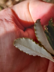 Brachyglottis monroi