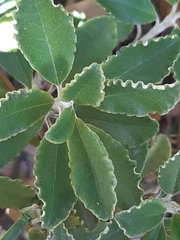 Brachyglottis monroi